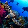 diving-2