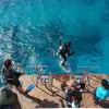 diving